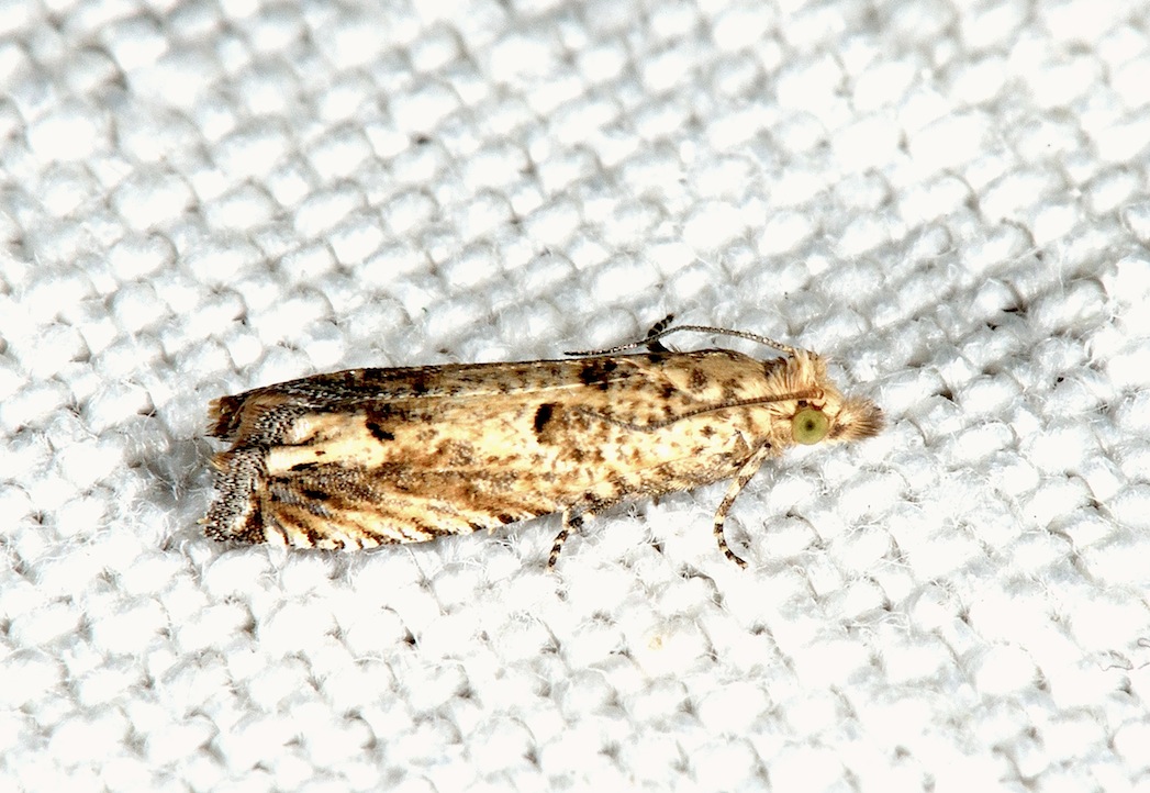 Eucosma fervidana